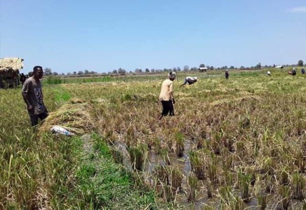 Kelola Lumbung Desa, Kunci Ketahanan Pangan di Era Digital