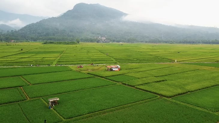 Hamparan sawah Banyubiru
