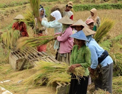 Ketika Sawah Kehilangan Pewaris: Menanti Hadirnya Generasi Baru Petani Indonesia